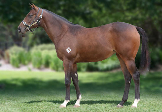 Written Tycoon X Belle Que