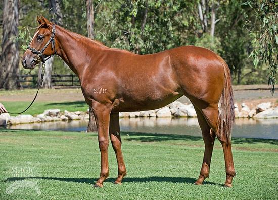 Foxwedge Bella Vedera Filly