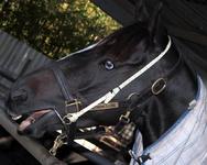 Zarlu and Leucura set to fight out another Forbes Cup