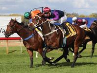 Hemmerle remains unbeaten with win on Wagga Gold Cup day for Danny Williams and Nick Heywood