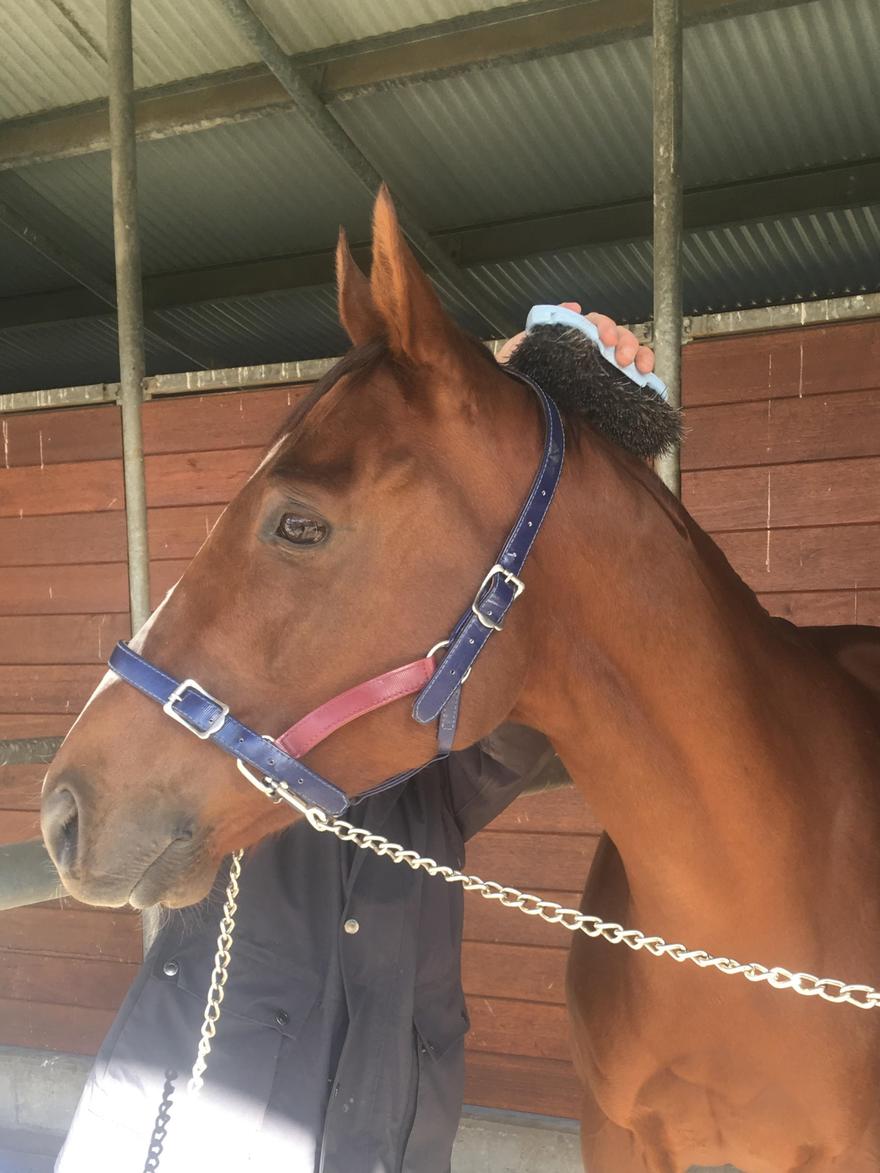 Australian Horse Trainer Goulburn New South Wales