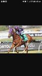 THE KOSCIUSZKO CONTENDER: DON’T GIVE A DAMN