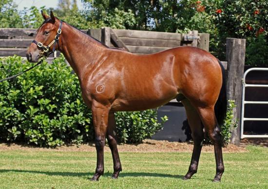 Snitzel X Radiant Angel Colt