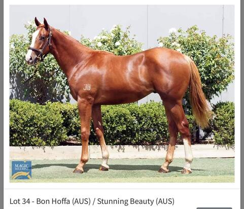 Bon Hoffa X Stunning Beauty