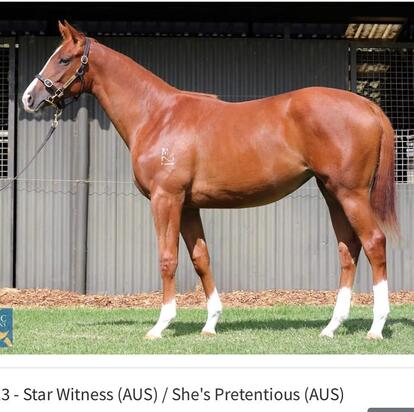 Star Witness X She