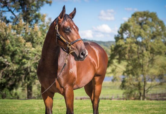 Fastnet Rock X Tokelau Colt