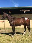 The Jolly's Find Lots to Like at the Adelaide Magic Millions