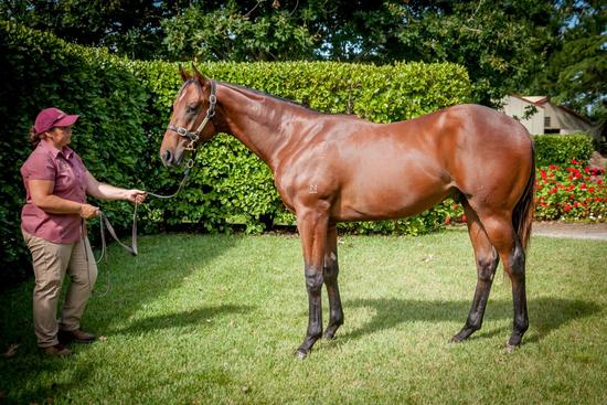 Wandjina X Courting Destiny