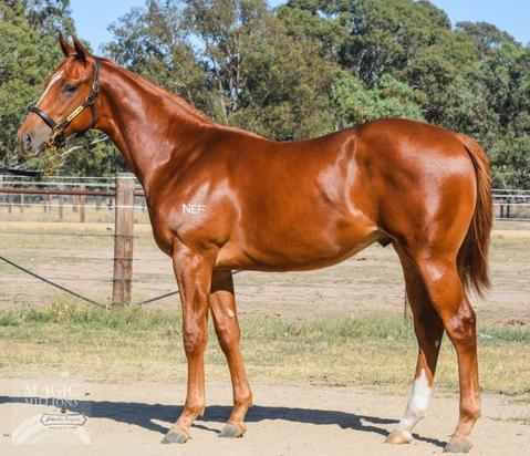 Oamaru Force X Curzon Dancer
