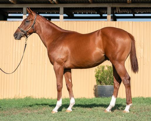 Star Turn X Testalimit