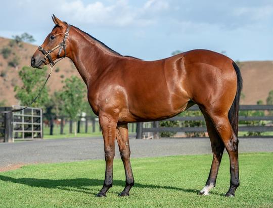 Headwater X Diva Lamore