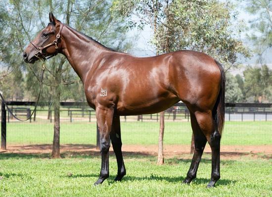 Astern X Megawatt