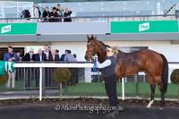 Schilldora's Swansong
