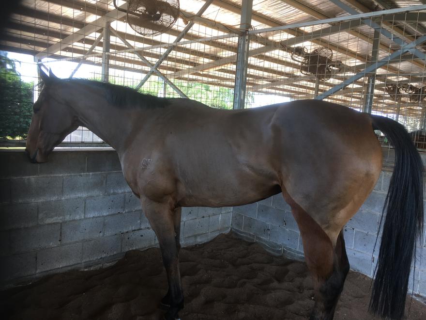 4YO GELDING NOOSAFY FOR SALE