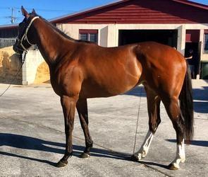 NEW ADDITION TO STABLE READY TO GO!