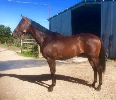 EXCITING 2YO NICCONI COLT FOR SALE