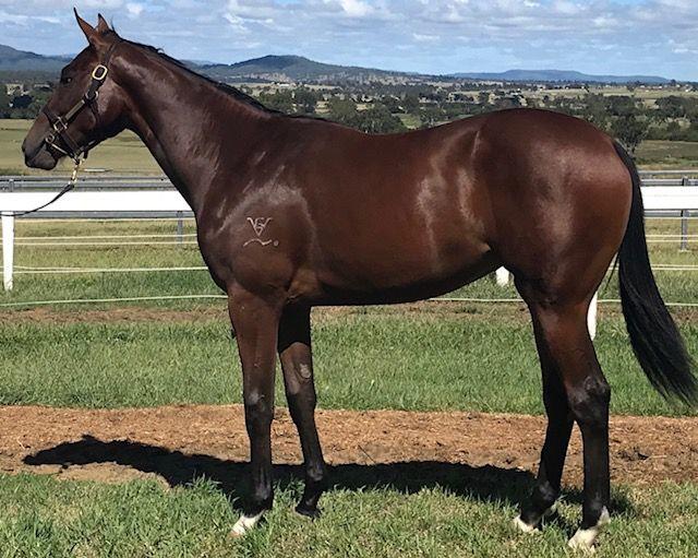2018 INGLIS CLASSIC YEARLING PURCHASE