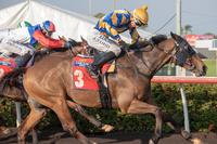 POT BLACK WINS 2018 DARWIN CORPORATE PARK CUP