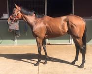BOLEK JOINS THE STABLE