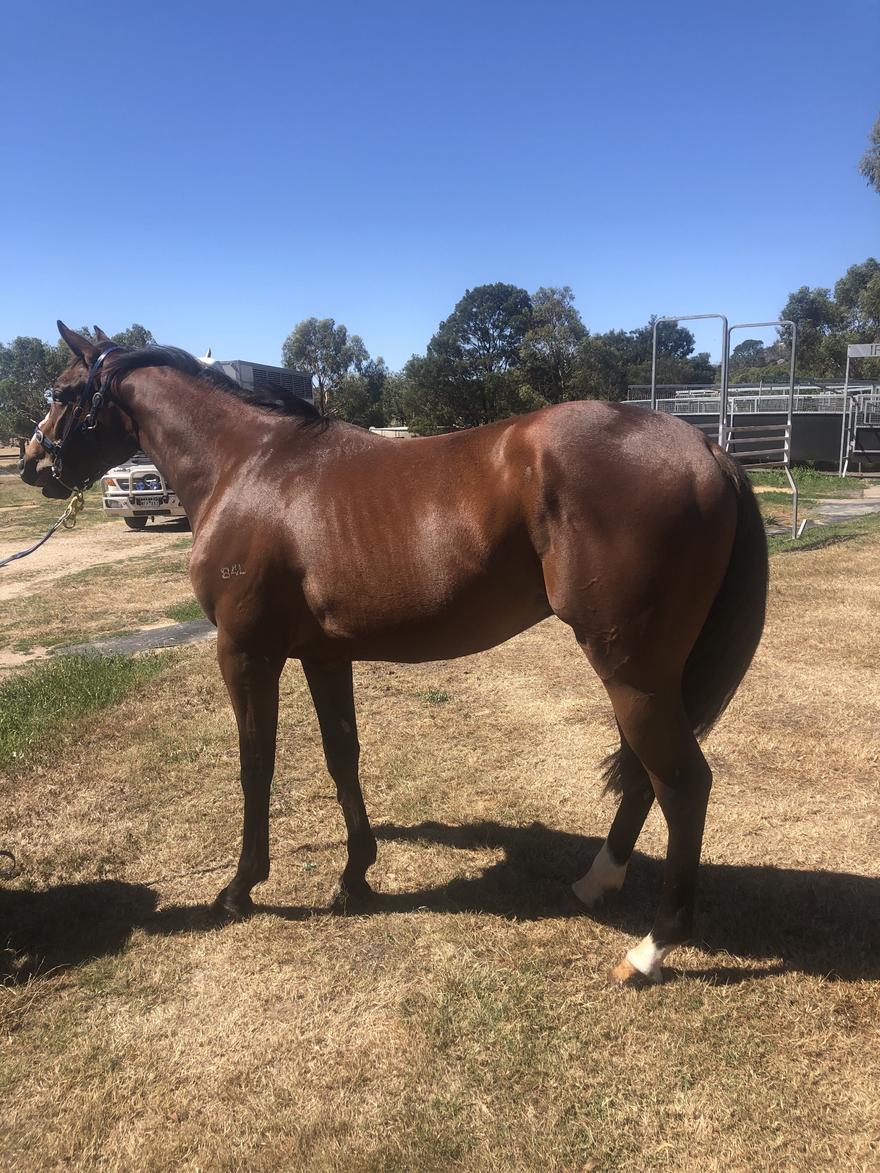 MAGNUS 2YO COLT FOR SALE