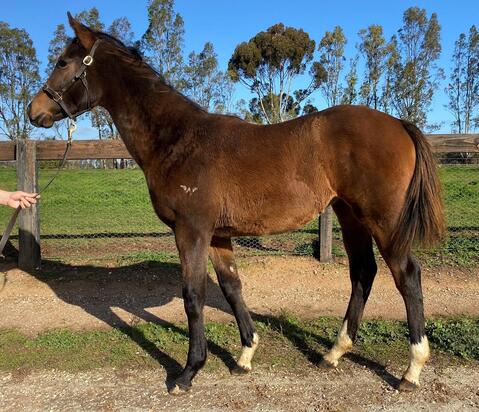 Cable Bay Filly