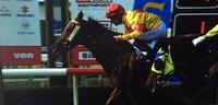 Zizou Warrior Wins Race 1 At The Gold Coast For Darren Graham