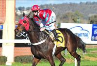 Wodonga trainer Craig Widdison happy with Baby Don't Cry ahead of the Wagga Whiz