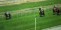 Baby Don't Cry Runs Third In The Whiz At Wagga