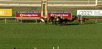Purrpussful Runs A Place In The Queen Of The South