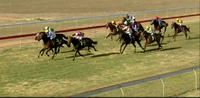 Baby Jack Puts In A Solid Effort To Place At Narrandera