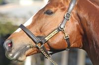 LEASE THIS CRACKING FILLY BY TOORAK TOFF