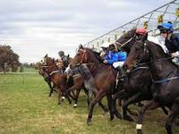 Berrigan Races Today