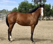 Limited Opportunities Exist For This Flashy Type Filly By Time For War