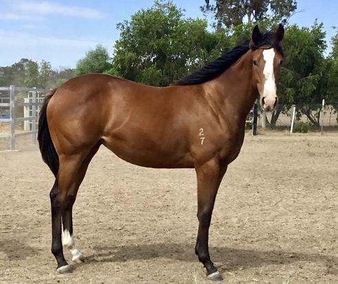 Time For War X Snapcrackle Filly 17