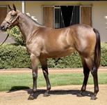 Race A Press Statement Filly With Us Out Of A Multiple Winning Mare Of Seven Races
