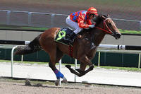 Race A Reward For Effort Colt With Our Team, His Brother A Winner Of 2 In Singapore