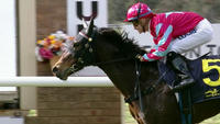 Magnavale To Compete At Warwick Farm On Wednesday