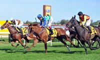 An Opportunity To Buy An 8 Time Winner In CHINZIA In Foal To Group 1 Winner DUPORTH.