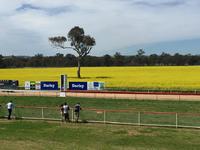 The Stable Saddle Up For Cootamundra On Sunday