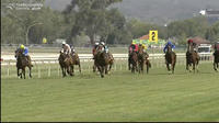 Savvy Acquisition Grabs A Second Placing At Wagga