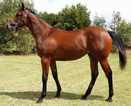Success For Sebring Express