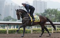 T J Smith Stakes Autumn Target for Rebel Dane