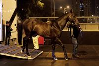 Gary Portelli has Rebel Dane fresh for Hong Kong International Sprint