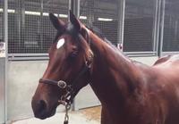 Testa Rossa filly from Group 1 family