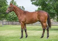 Portelli secures Redoute’s Choice colt from Champion family