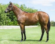 Portelli Racing Partners with Blue Sky and Aquis on Choisir Filly