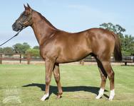Patronize Colt Secured In Perth