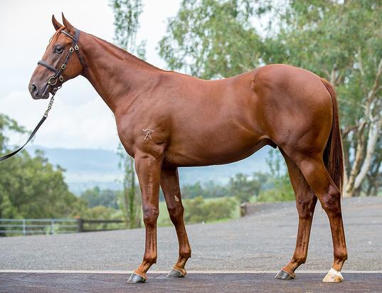 Zoustar X Runs Deep Colt