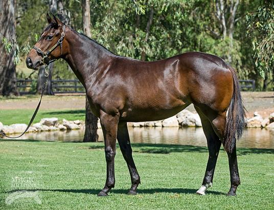 More Than Ready X Steps To The Beat Filly