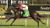 Lipizzan Wins For Laurel Oak